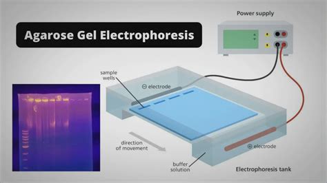 Agarose Gel Electrophoresis- Definition, Principle, Parts,, 56% OFF