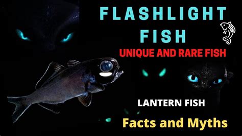 Flashlight Fish | Flashlight Fish facts | Lantern Fish | # ...