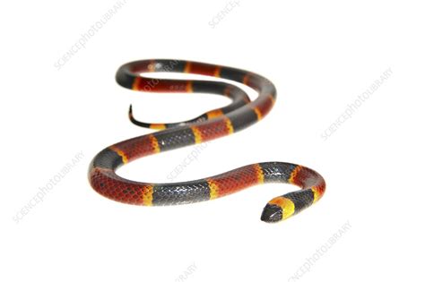 Eastern coral snake Florida, USA - Stock Image - C041/8574 - Science Photo Library