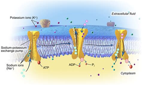 How do sodium ions enter cells? - mccnsulting.web.fc2.com