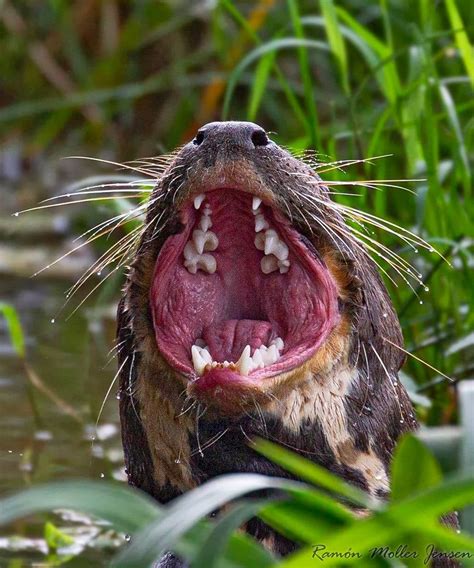 OTTER TEETH Giant otter in Brazil, amazing, voracious mammals. This ...