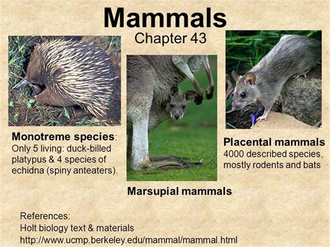 Placental Mammals Examples