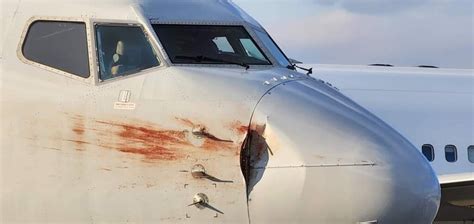 American Jet Strikes Birds on Landing - Lots of Blood but Only Avian Casualties