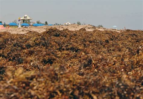 Massive Seaweed Bloom Affects Florida's Beaches | WUSF Public Media