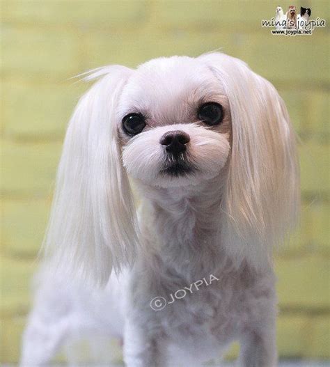 40 Most Adorable Maltese Haircuts Trending in 2021 | Maltese haircut ...