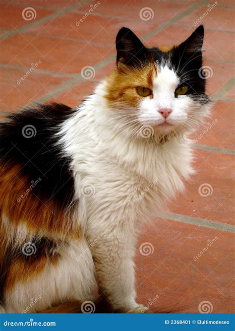 Tricolor Cat Stock Image - Image: 2368401