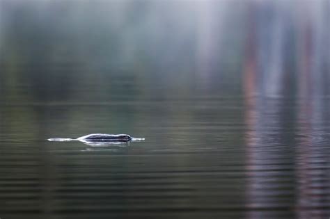 Platypus - Australian Conservation Foundation