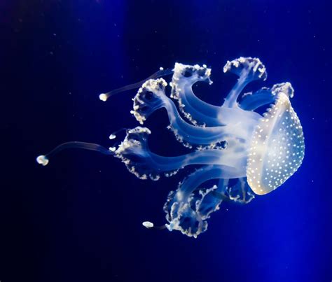 10 Extraordinary Jellyfish Species