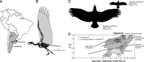 Location and size of Argentavis . ( A ) Map of Argentina showing four ...