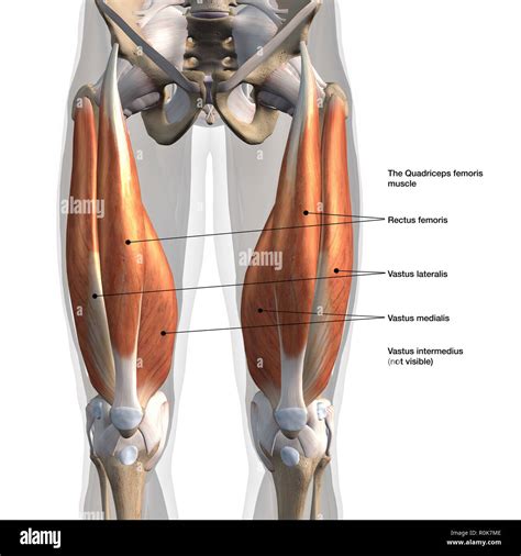 Naufragio Rico mostrador musculos isquiotibiales anatomia Resentimiento pensión linda