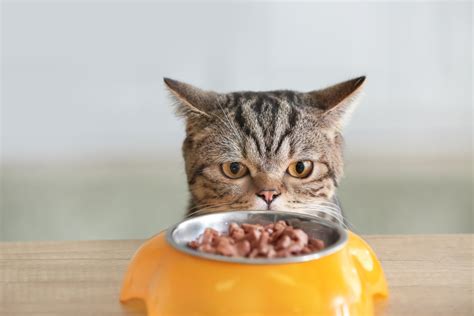 Common Cat Digestive Issues & What To Do | Dutch