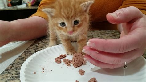 Teaching a 4 week to 5 week old kitten to eat solid food - found a ...