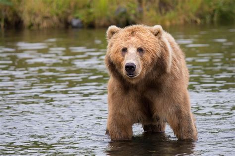 Meet the giant brown bear of kodiak island - About Wild Animals