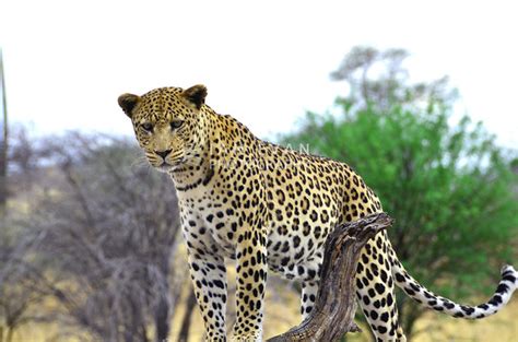 Namibia (Wildlife) - Ian Evan