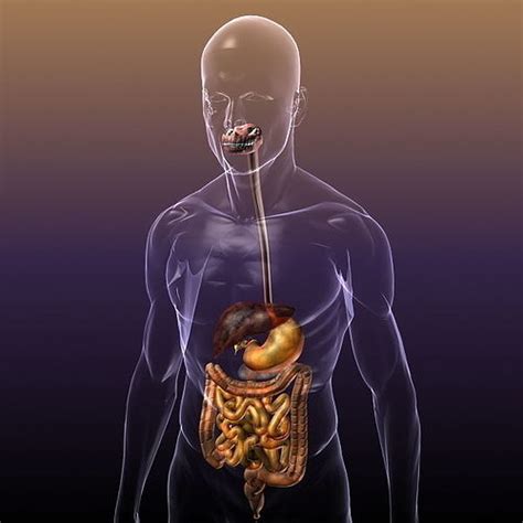 Digestive System in a Human Body 3D Model MAX OBJ 3DS FBX C4D LWO LW LWS | CGTrader.com