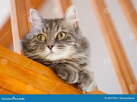 Gray Siberian Cat Control Home Stock Image - Image of comfortable, cute: 45977943