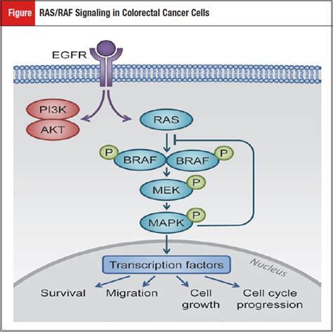 BRAF Mutation in Colorectal Cancer Anita Turk, MD; Dustin Deming, MD Division of Hematology and ...