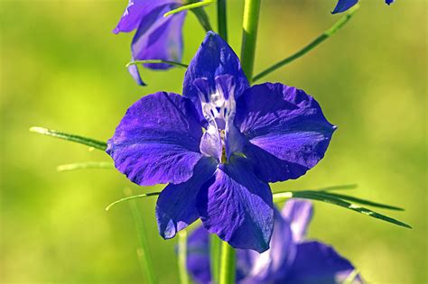 Larkspur Flower Meaning In Telugu | Best Flower Site