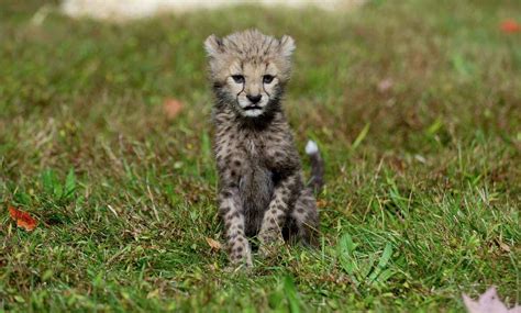 Greenwich cheetah cubs carry on rare genetic line