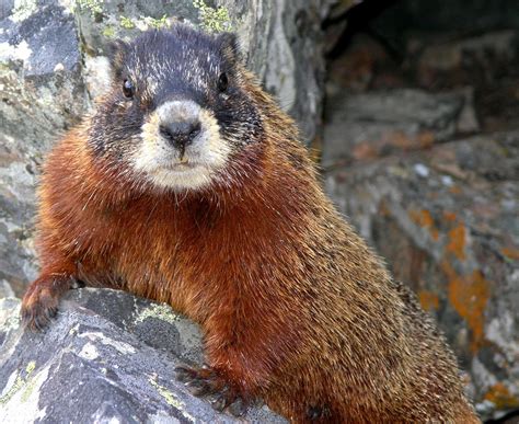 Marmot Free Stock Photo - Public Domain Pictures