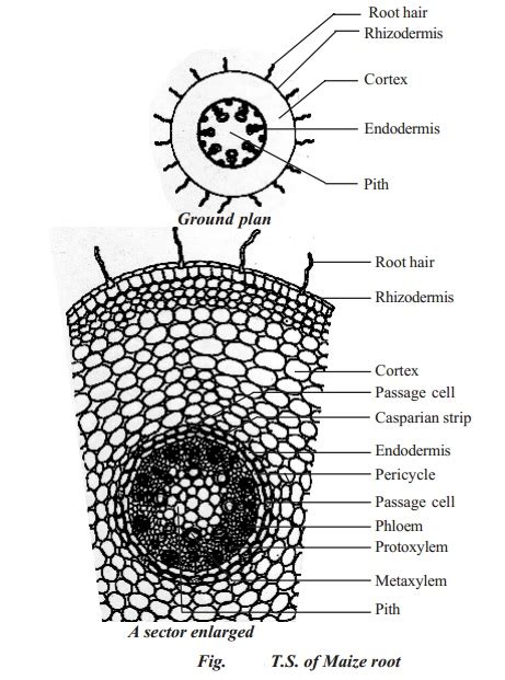 Monocot Root