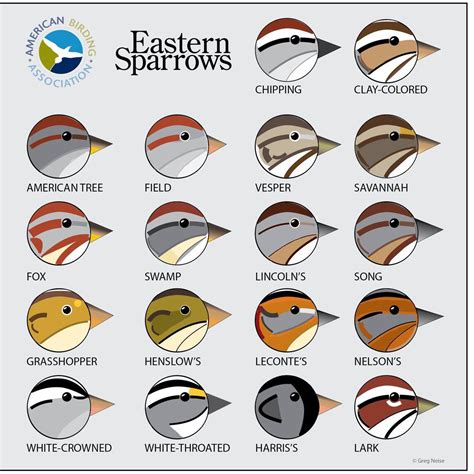 Easter sparrow id chart from american birding association – Artofit