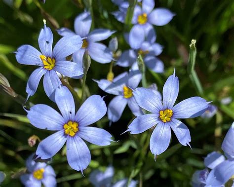 Blue-Eyed Grass Blooms for Bees and Butterflies - Virginia Native Plant Society