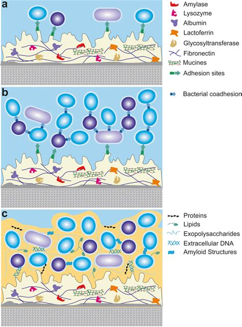 Overview of the acquired oral pellicle and biofilm formation in the ...