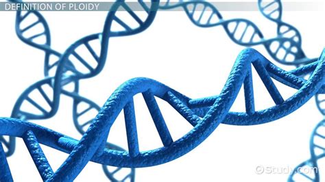 Aneuploidy vs. Polyploidy | Definition & Examples - Lesson | Study.com