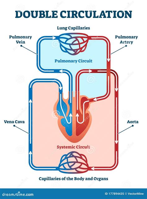 Double Circulation Vector Illustration. Labeled Educational Blood Route Scheme Stock Vector ...