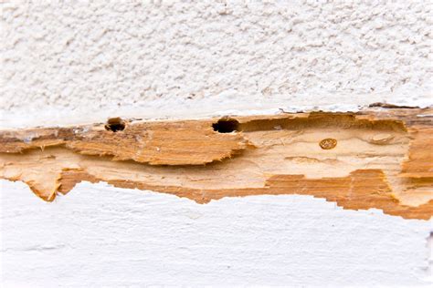 4 Signs of a Termite Infestation | National Exterminating