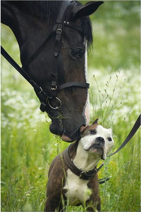 Awkward Friendships: Horse's kissing Dog