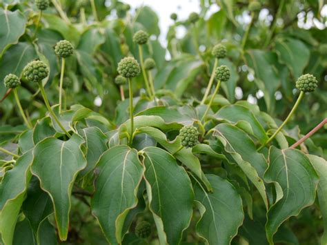 Cornus kousa 'Milky Way' | Japanse grootbloemige kornoelje (cv) - Van den Berk Boomkwekerijen