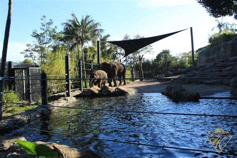 Hanging around at the Taronga Zoo in Sydney