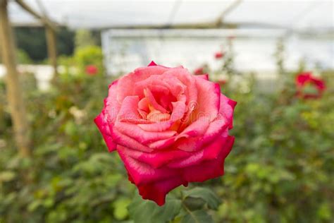 Hybrid Tea rose in garden. stock photo. Image of floral - 164019940