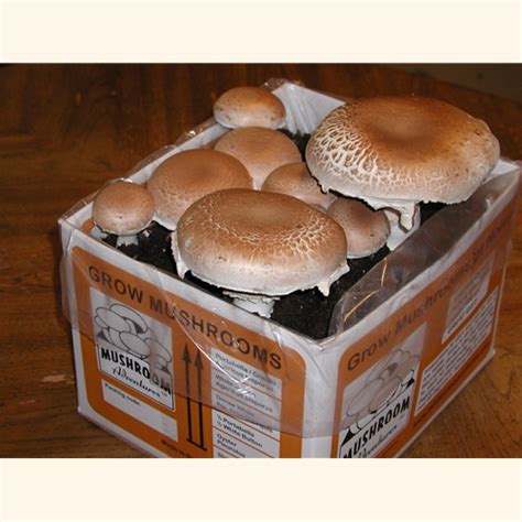 Portabella Mushroom Fruiting Kit, a complete kit to grow mushrooms at home, fun, easy, Organic ...