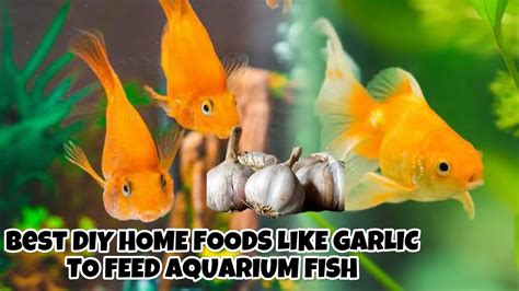 Best DIY Home Foods For Aquarium Fish - YouTube