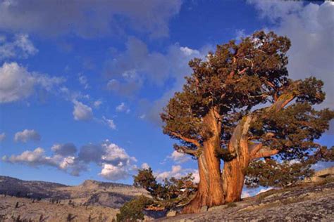 The Junipers: Classic Western Trees - DesertUSA