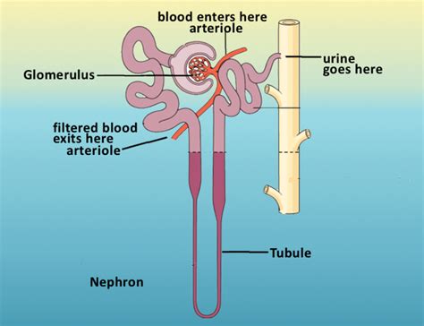 Kidney Nephron Diagram Glomerulus