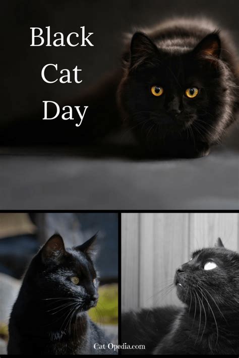 Black Cat Day #BlackCatDay - Cat-Opedia