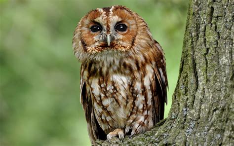 Tawny owl in a tree wallpaper - Animal wallpapers - #48362