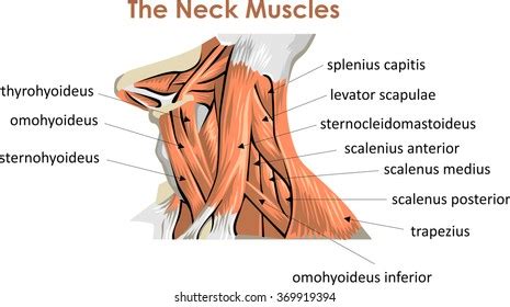 69,506 Neck Muscles Images, Stock Photos, 3D objects, & Vectors | Shutterstock