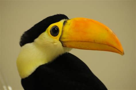 Baby Toco Toucan - 06 | Flickr - Photo Sharing!