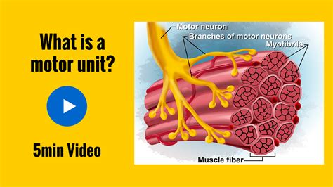 What Is A Motor Unit? - Anatomy revision