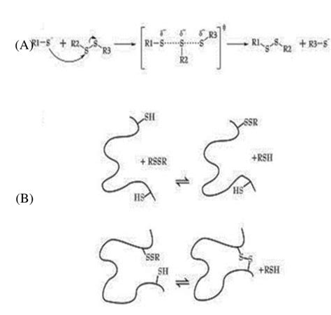 1 (A) Thiol-disulfide exchange reaction and (B) formation of disulfide ...