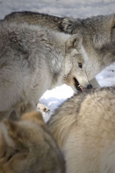 Gray Wolf Habitat and Behavior | HubPages