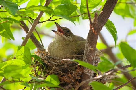 Premium Photo | Little bird hatching eggs in a nest