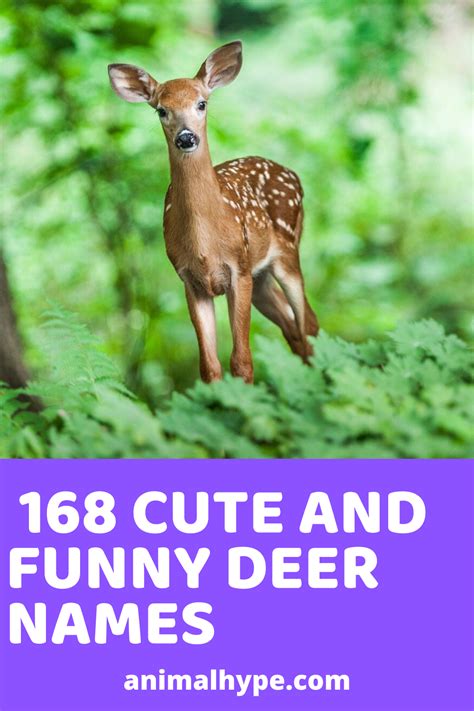 168 Cute and Funny Deer Names | Funny deer, Cute pet names, Stuffed ...