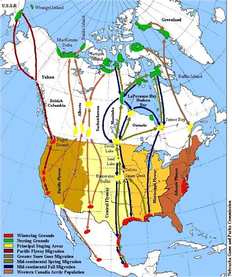 The geese were heading north to breeding grounds in the Arctic tundra. Typically, the geese will ...