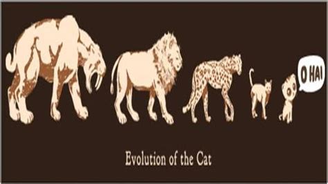 cat evolution | Evolution | Pinterest | Evolution and Cats